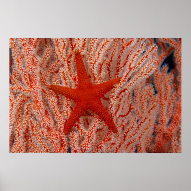 Affiche Thaïlande, étoile de mer aka starfish (Devant)