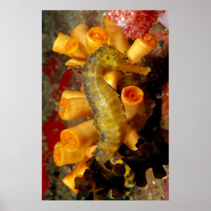 Affiche Thaïlande, gros cheval de mer