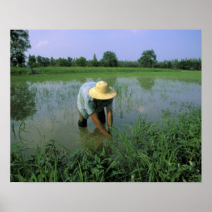Affiche Thaïlande, Sukhothai. Riziculteur. MR.