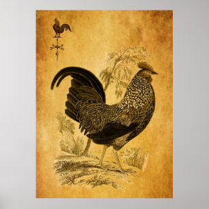 Affiche Thanksgiving Rooster