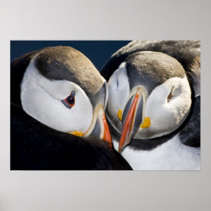 Affiche The Atlantic Puffin, a pelagic seabird