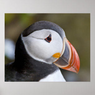 Affiche The Atlantic Puffin, un oiseau marin pélagique, mo