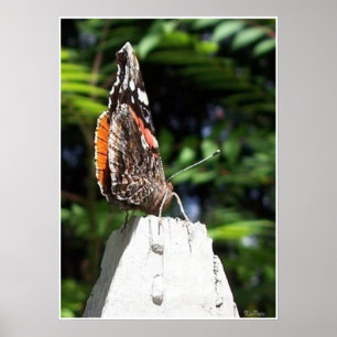 Affiche The Butterfly Post