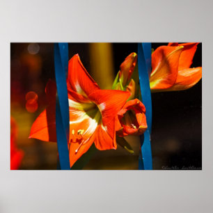 Affiche The Caged Lily Floral Photography