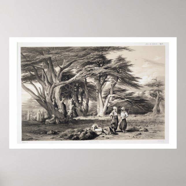 Affiche The Cedars of Lebanon, engraved by Freeman (sepia (Devant)