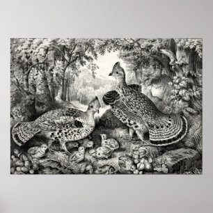 Affiche The Happy Family - Ruffed Grouse and Young - 1866
