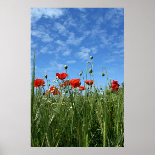 Affiche The Meadow