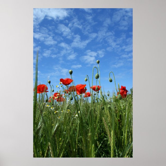 Affiche The Meadow (Devant)