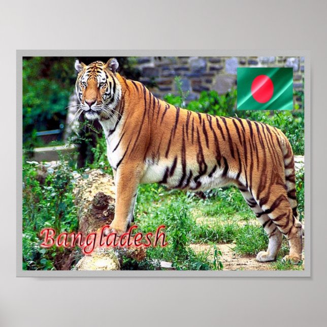 Affiche The Royal Bengal Tiger (Devant)