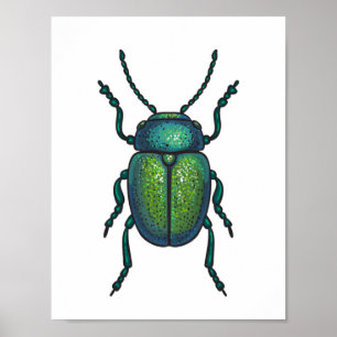 Affiche The tansy beetle