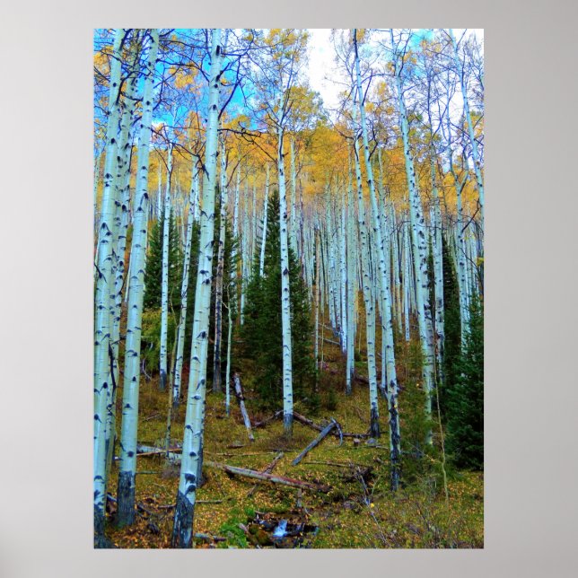 Affiche The Trees (Devant)