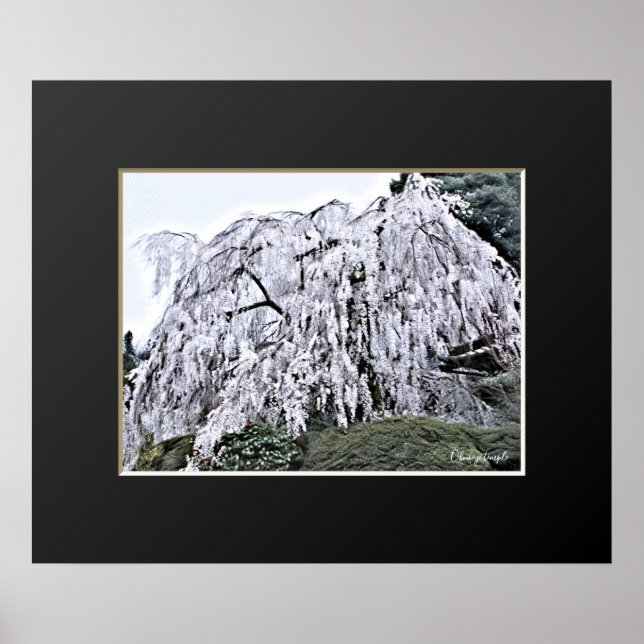 Affiche The Weeping Cherry Tree: Ōno-ji temple (Devant)