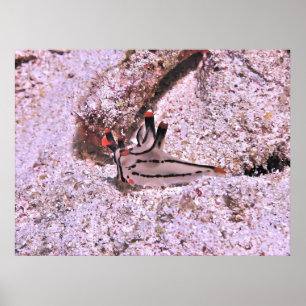 Affiche Thecacera pacifica