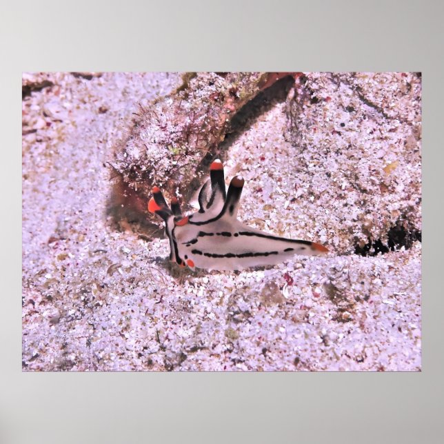 Affiche Thecacera pacifica (Devant)