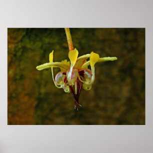 Affiche Theobroma Cacao Arbre Fleur