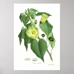 Affiche Thespesia populnea