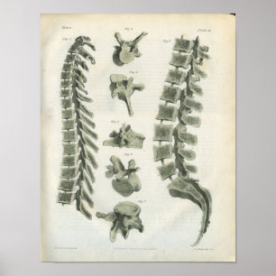 Affiche Thoracic et Lumbar Vertebrae Chiropratique