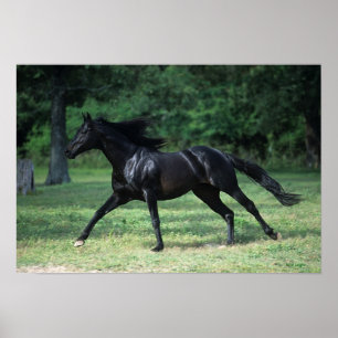 Affiche Thoroughbred Running