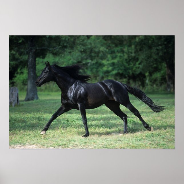 Affiche Thoroughbred Running (Devant)