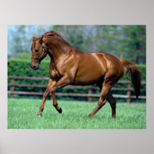 Affiche Thoroughbred Stallion, Irlande