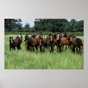 Affiche Thoroughbred Youngsters
