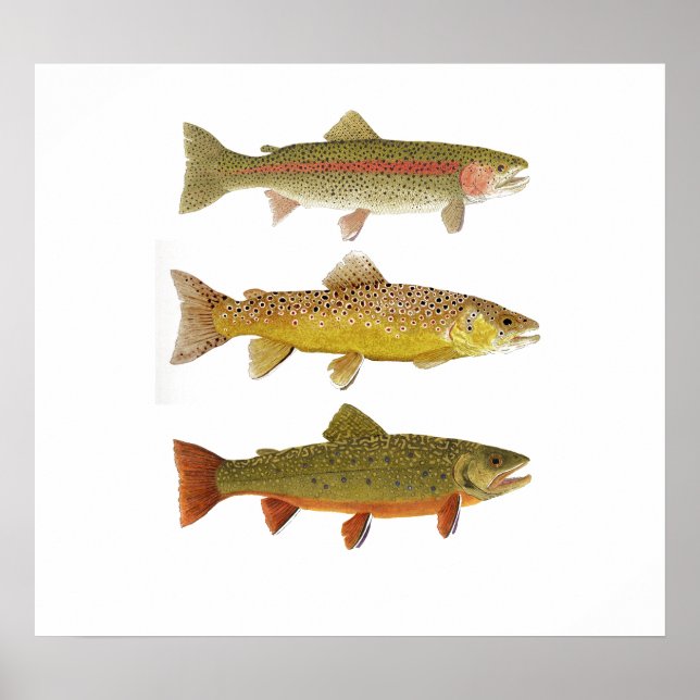 Affiche Three Amigos- Rainbow, Brown & Brook Trout 2019 (Devant)