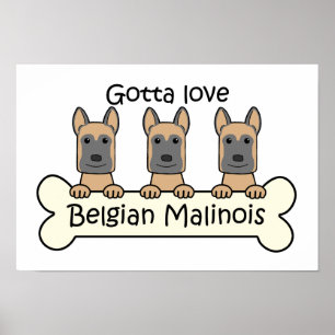 Affiche Three Belgian Malinois