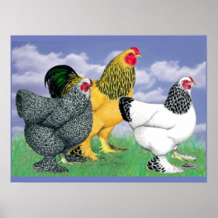 Affiche Three Brahmas