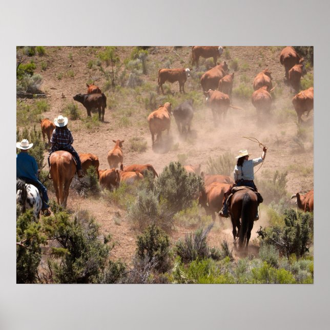 Affiche Three cowboys and cowgirls driving cattle (Devant)