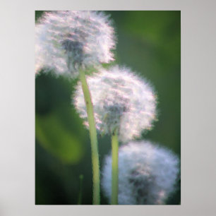 Affiche Three Dandelion Blooms Painting