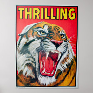 Affiche Thrilling Tiger
