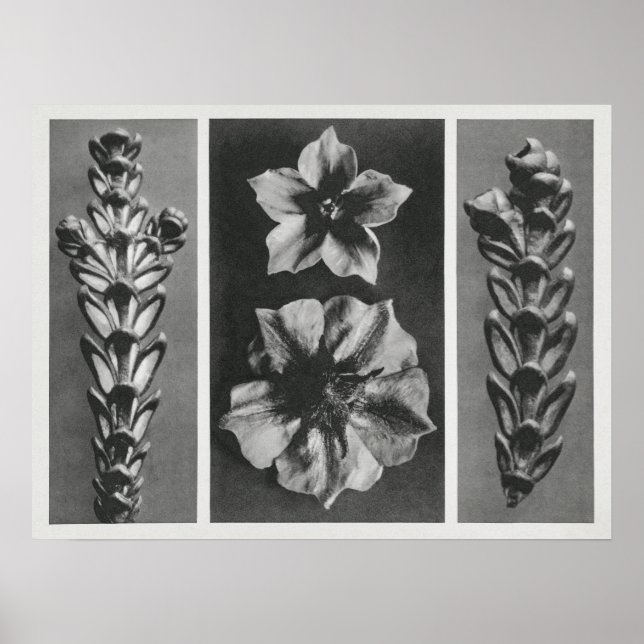 Affiche Thujopsis dolabrata agrandi 10 fois, (Devant)