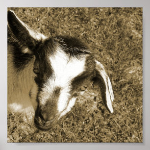 Affiche Thumblina la chèvre