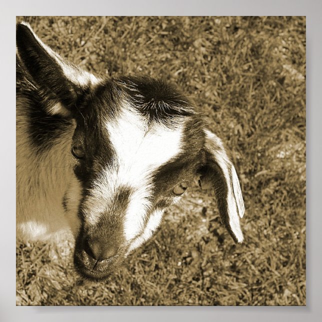 Affiche Thumblina la chèvre (Devant)