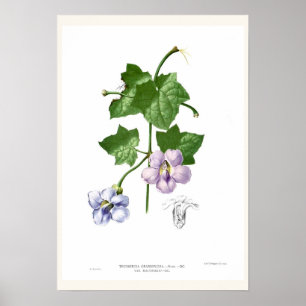 Affiche Thunbergia grandiflora