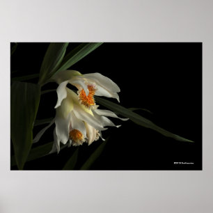 Affiche Thunia Marshalliana