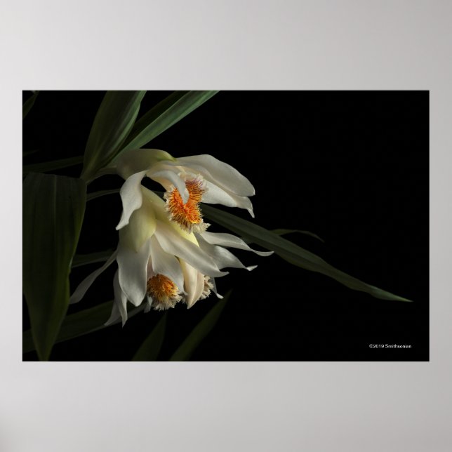 Affiche Thunia Marshalliana (Devant)