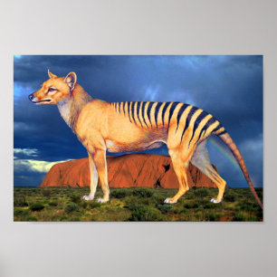Affiche Thylacine (Tigre de Tasmanie)