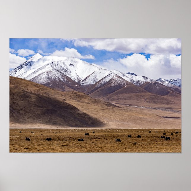 Affiche Tibet - Paysage de montagne avec yaks (Devant)