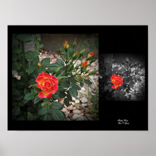 Affiche Tidely Winks Miniature Rose 2 Wall Art par Stan VG