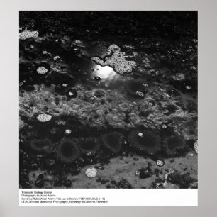 Affiche Tidepools, station Bodega par Ansel Adams