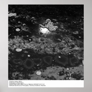 Affiche Tidepools, station Bodega par Ansel Adams