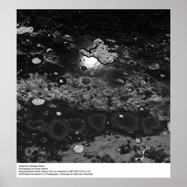 Affiche Tidepools, station Bodega par Ansel Adams (Devant)