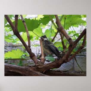 Affiche Tidi my Bird le Parus Major