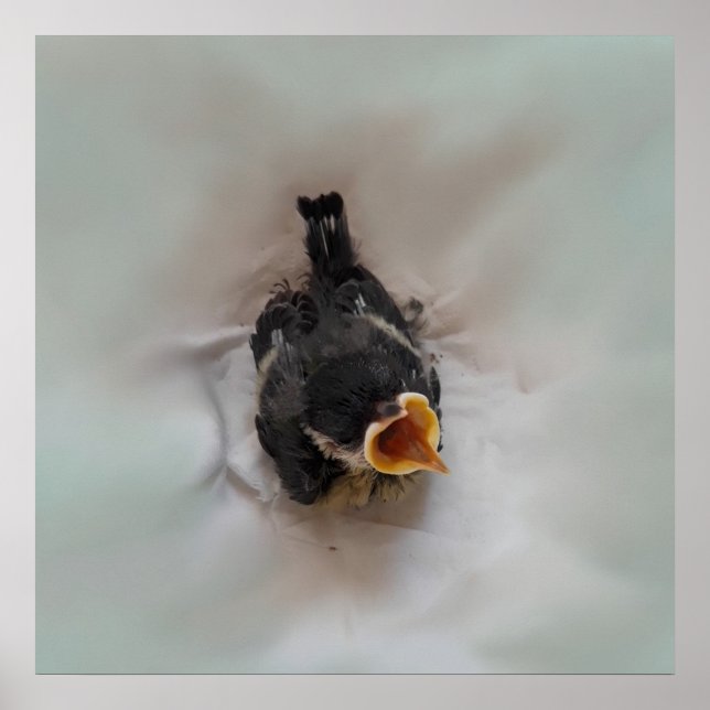 Affiche Tidi my Bird the Parus Major (Devant)