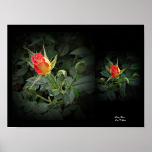 Affiche Tidly Winks Miniature Rose Wall Art par Stan VG