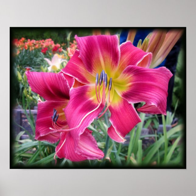 Affiche Tie Dye Daylily (Devant)