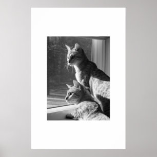 Affiche Tige de chat du Bengale