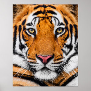 Affiche Tiger