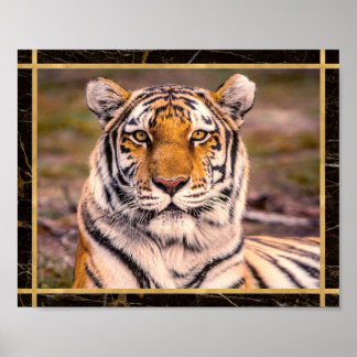 Affiche Tiger Big Cat Closeup Photo Imprimer l'affiche